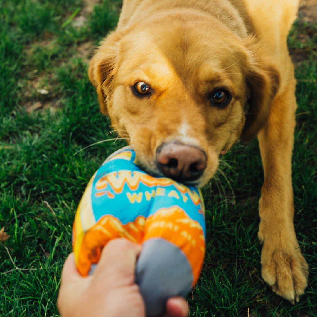 Wow Can Toy – Four Peaks Brewing Company